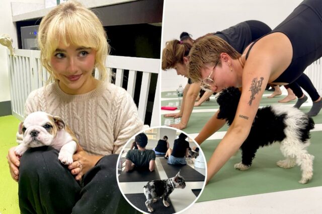 'Terapia para filhotes' é a tendência de treino com benefícios extras de bem-estar - até Sabrina Carpenter é fã

