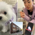 The Post se disfarça: loja de animais do Queens que vende filhotes de raça asiática por até US $ 38 mil, apesar da proibição de venda em Nova York