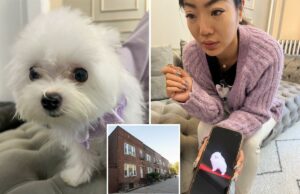 The Post se disfarça: loja de animais do Queens que vende filhotes de raça asiática por até US $ 38 mil, apesar da proibição de venda em Nova York The Post se disfarça: loja de animais do Queens que vende filhotes de raça asiática por até US $ 38 mil, apesar da proibição de venda em Nova York