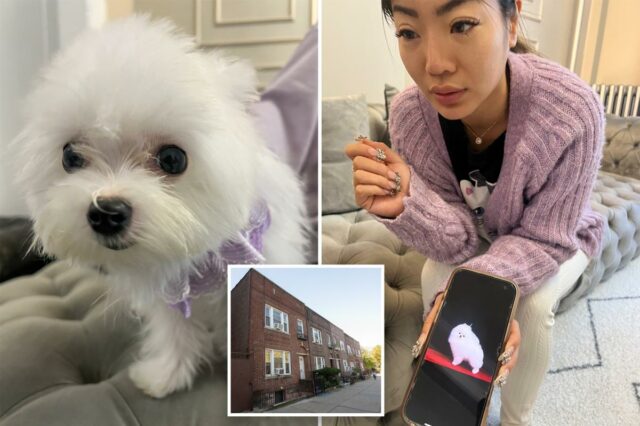 The Post se disfarça: loja de animais do Queens que vende filhotes de raça asiática por até US $ 38 mil, apesar da proibição de venda em Nova York


