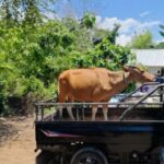 Três vacas confiscadas em Labuan Bajo, Mabar O governo da regência da NTT proíbe a circulação de animais de fazenda