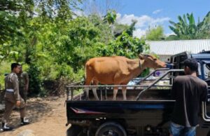 Três vacas confiscadas em Labuan Bajo, Mabar O governo da regência da NTT proíbe a circulação de animais de fazenda Três vacas confiscadas em Labuan Bajo, Mabar O governo da regência da NTT proíbe a circulação de animais de fazenda
