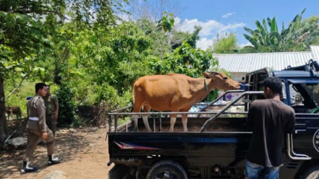 Três vacas confiscadas em Labuan Bajo, Mabar O governo da regência da NTT proíbe a circulação de animais de fazenda 

