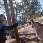 Trump Admin encerra importações de lobos cinzentos canadenses do Colorado
