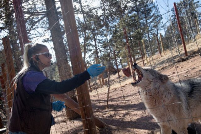 Trump Admin encerra importações de lobos cinzentos canadenses do Colorado Trump Admin encerra importações de lobos cinzentos canadenses do Colorado