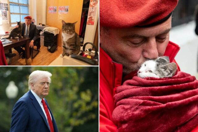 Trump se encolhe com a obsessão de Curtis Sliwa por gatos no colapso picante da corrida para prefeito de Nova York: 'Não é exatamente ideal'


