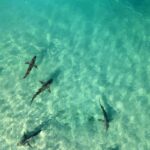 Os tubarões escuros podem ser identificados pela sua barbatana dorsal inclinada (Getty/iStock)