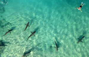 Tubarões de variedades quando considerados seguros matam e consomem mergulhadores na mania de alimentação Os tubarões escuros podem ser identificados pela sua barbatana dorsal inclinada (Getty/iStock)