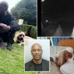Tyrese Gibson, estrela rápida e furiosa, preso depois que seus cães mataram o cão do vizinho fora da Geórgia em casa