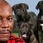Tyrese Gibsondogs Getty Comp