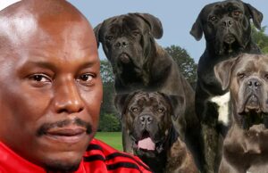Tyrese: Políticas não sabem onde estão seus animais incríveis Tyrese Gibsondogs Getty Comp