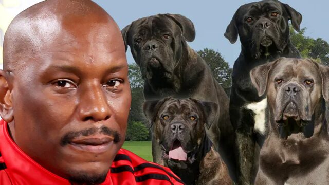 Tyrese Gibsondogs Getty Comp