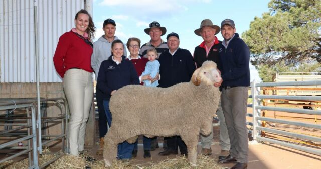 Um 'resultado excelente' para a 18ª venda anual de carneiros na propriedade dá o tom

