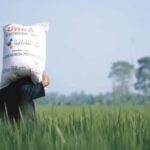 Variedade e fertilizante são fundamentais