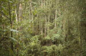 Victoria Police Camp Out em High Country após uma descoberta sombria Victoria Police Camp Out em High Country após uma descoberta sombria
