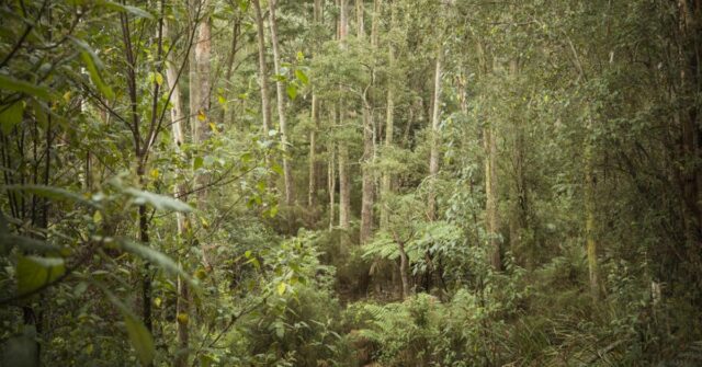 Victoria Police Camp Out em High Country após uma descoberta sombria

