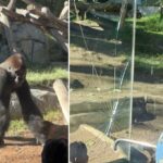 Vídeo surpreendente captura gorila quebrando parede de vidro do recinto do Zoológico de San Diego