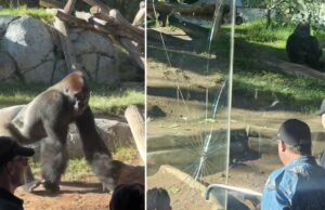 Vídeo surpreendente captura gorila quebrando parede de vidro do recinto do Zoológico de San Diego Vídeo surpreendente captura gorila quebrando parede de vidro do recinto do Zoológico de San Diego