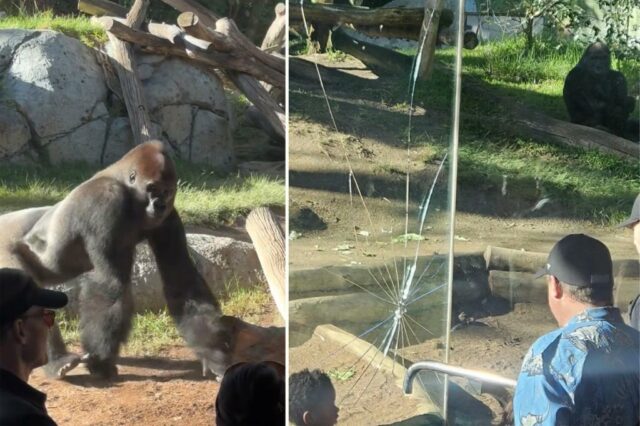 Vídeo surpreendente captura gorila quebrando parede de vidro do recinto do Zoológico de San Diego

