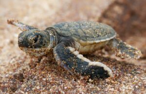 Voluntários extras necessários para ajudar a localizar tartarugas marinhas ‘estrondidas a frio’ Voluntários extras necessários para ajudar a localizar tartarugas marinhas 'estrondidas a frio'