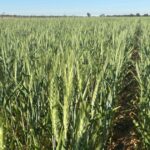 Woodleigh em Nungarin oferece uma oportunidade mista para cultivo ou estoque