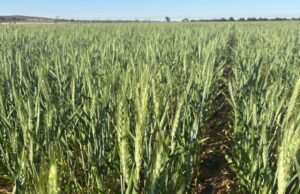 Woodleigh em Nungarin oferece uma oportunidade mista para cultivo ou estoque Woodleigh em Nungarin oferece uma oportunidade mista para cultivo ou estoque