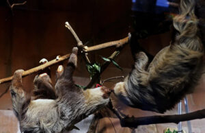 Zoológico da região de Milwaukee estabelece dia de fechamento para construção de Pequenos Animais Um macho (à esquerda) e uma fêmea se examinam no zoológico do condado de Milwaukee na quinta-feira, 8 de abril de 2021.