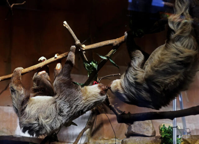 Zoológico da região de Milwaukee estabelece dia de fechamento para Um macho (à esquerda) e uma fêmea se examinam no zoológico do condado de Milwaukee na quinta-feira, 8 de abril de 2021.