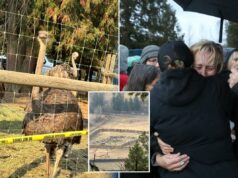 300 avestruzes mortos a tiros por pelotão de fuzilamento em fazenda canadense após alegações de gripe aviária 300 avestruzes mortos a tiros por pelotão de fuzilamento em fazenda canadense após alegações de gripe aviária