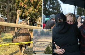 300 avestruzes mortos a tiros por pelotão de fuzilamento em fazenda canadense após alegações de gripe aviária 300 avestruzes mortos a tiros por pelotão de fuzilamento em fazenda canadense após alegações de gripe aviária