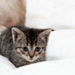 A Internet não consegue lidar com o que o gatinho tem que abraçar enquanto adormece