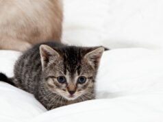 A Internet não consegue lidar com o que o gatinho tem que abraçar enquanto adormece A Internet não consegue lidar com o que o gatinho tem que abraçar enquanto adormece