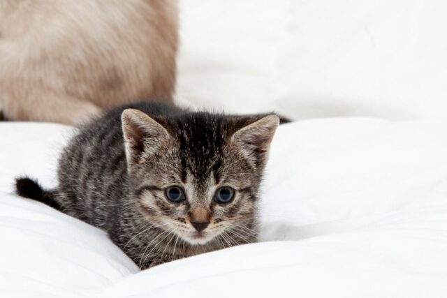 A Internet não consegue lidar com o que o gatinho A Internet não consegue lidar com o que o gatinho tem que abraçar enquanto adormece
