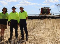 A aposta do produtor de grãos Meckering mostra primeiros sinais de retorno na colheita A aposta do produtor de grãos Meckering mostra primeiros sinais de retorno na colheita