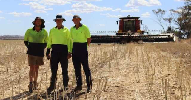 A aposta do produtor de grãos Meckering mostra primeiros sinais de retorno na colheita
