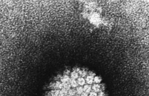 A campanha de vacinação contra o cancro do colo do útero salvou 1,4 milhões de vidas: Gavi HPV