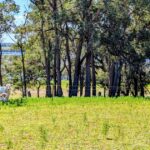 A fuga costeira no oeste de Gingin traz a serenidade da mata da Austrália Ocidental