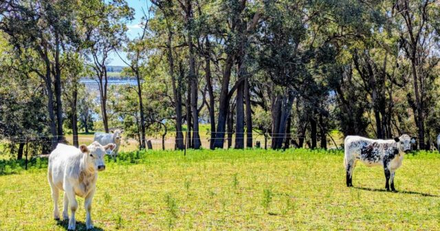 A fuga costeira no oeste de Gingin traz a serenidade da mata da Austrália Ocidental
