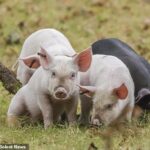 Leitões vagando pelo Parque Nacional de New Forest. Uma campanha pelos direitos dos animais afirma que os animais estão a ser perseguidos pelas estradas por visitantes que “saltam dos seus carros” para ver os porcos.