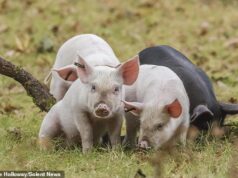 A fúria dos moradores sobre os ‘turistas porquinhos’ que estão assediando os porcos de New Forest para tirar selfies para curtir nas redes sociais Leitões vagando pelo Parque Nacional de New Forest. Uma campanha pelos direitos dos animais afirma que os animais estão a ser perseguidos pelas estradas por visitantes que “saltam dos seus carros” para ver os porcos.