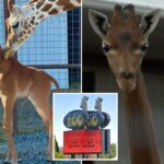 A girafa ultra-rara e imaculada Kipekee morre aos 2 anos de idade, provocando mistério no zoológico
