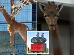 A girafa ultra-rara e imaculada Kipekee morre aos 2 anos de idade, provocando mistério no zoológico A girafa ultra-rara e imaculada Kipekee morre aos 2 anos de idade, provocando mistério no zoológico