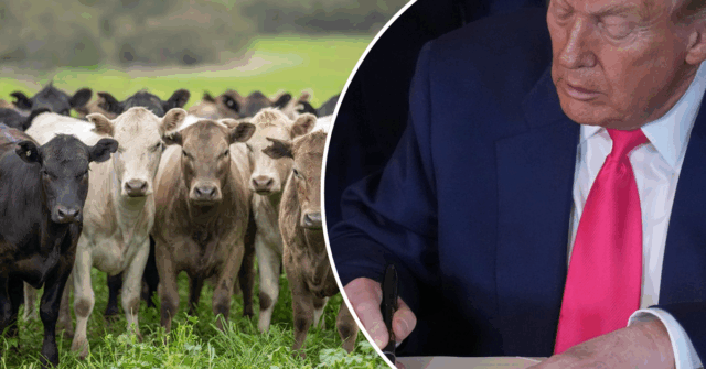 A indústria de carne bovina da Austrália saúda a súbita Os produtores de carne bovina australianos estão se beneficiando inesperadamente das tarifas americanas.