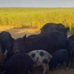 A lacuna de biossegurança em Avon Valley está alimentando uma propagação “catastrófica” de porcos selvagens