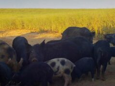 A lacuna de biossegurança em Avon Valley está alimentando uma propagação “catastrófica” de porcos selvagens A lacuna de biossegurança em Avon Valley está alimentando uma propagação “catastrófica” de porcos selvagens