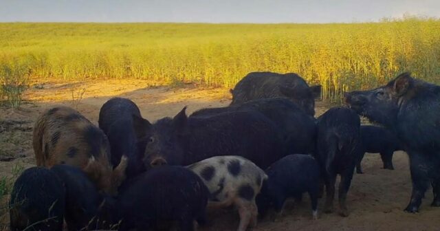 A lacuna de biossegurança em Avon Valley está alimentando uma propagação “catastrófica” de porcos selvagens
