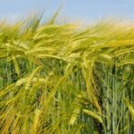 A parceria Powerhouse trará linhas de cevada para o mercado australiano mais rapidamente