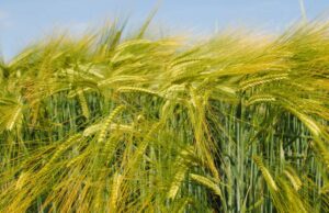 A parceria Powerhouse trará linhas de cevada para o mercado australiano mais rapidamente A parceria Powerhouse trará linhas de cevada para o mercado australiano mais rapidamente