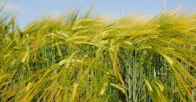 A parceria Powerhouse trará linhas de cevada para o mercado australiano mais rapidamente
