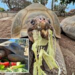 Uma tartaruga de Galápagos comendo uma salada de alface, melancia e flores rosa.